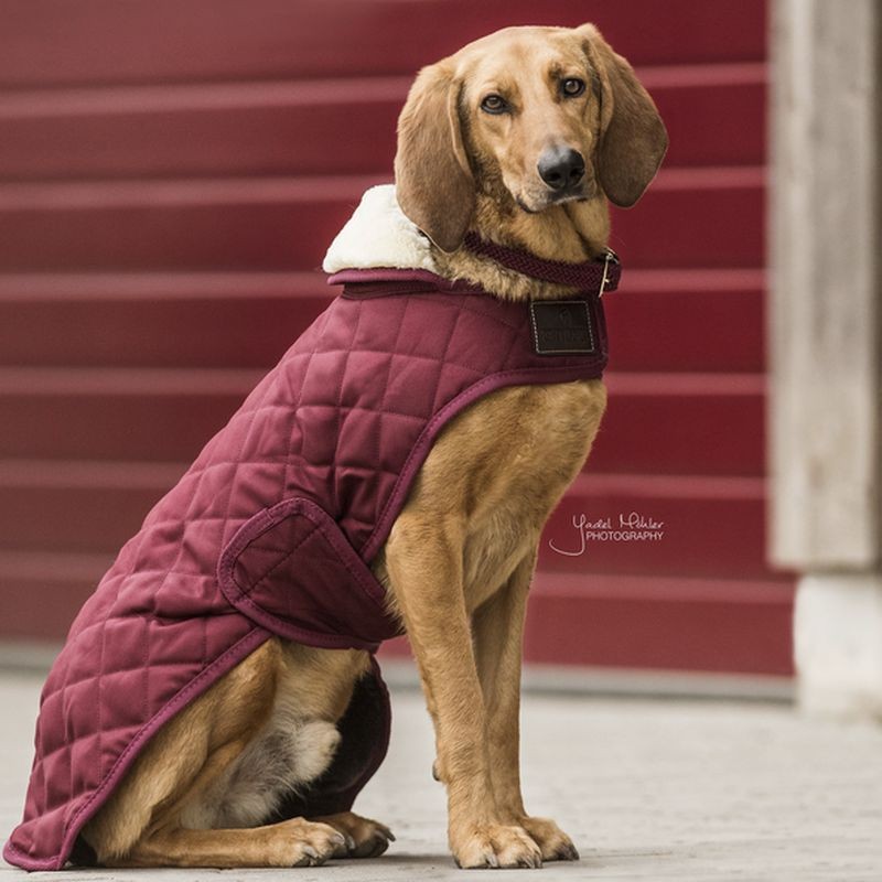 couverture manteau chien